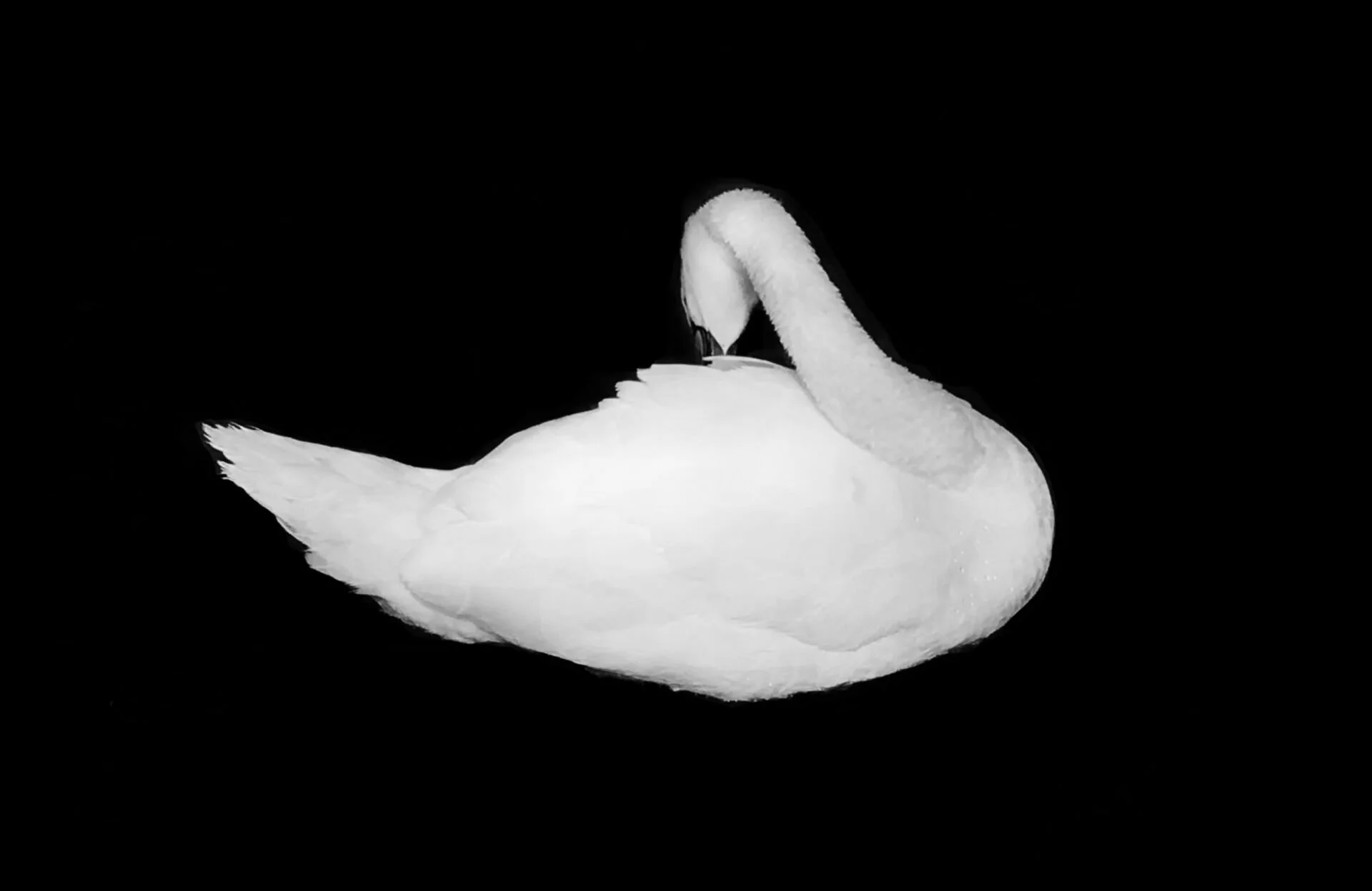 White swan in a black lake
